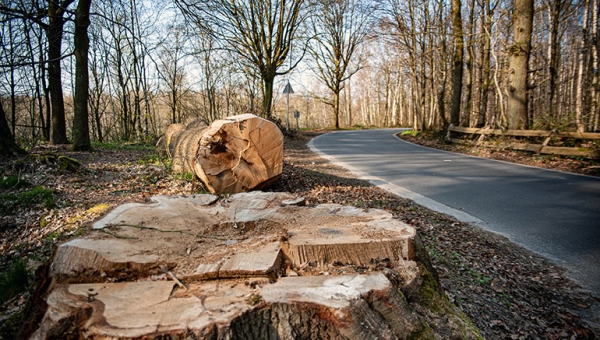 Welke regels gelden in Waalse bossen? 