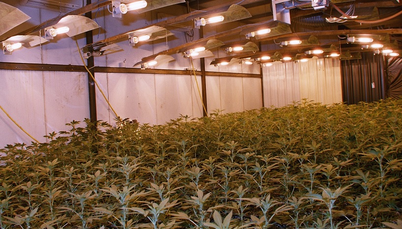 Cannabis : crime organisé et plantations indoor