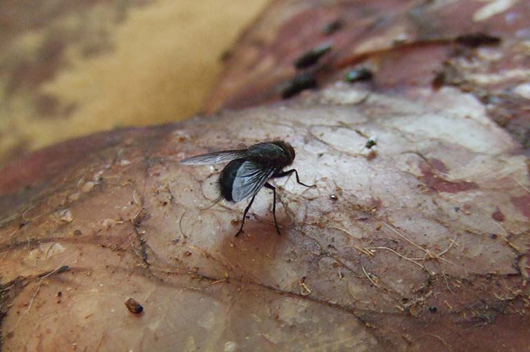 L’expertise des insectes peut révéler la date du décès  